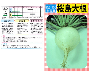 桜島大根解説