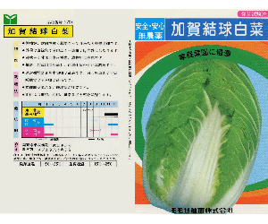 加賀結球白菜解説