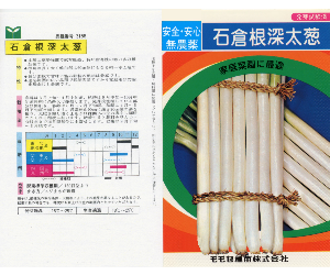 石倉根深太ねぎ解説