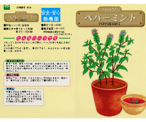 ペパーミント解説