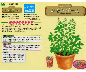 レモンバーム解説