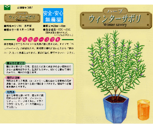 ウィンターサボリ解説