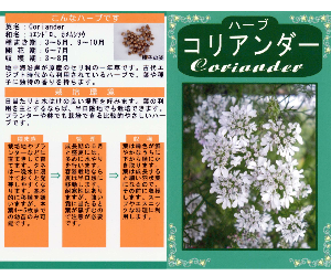 コリアンダー解説