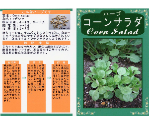 コーンサラダ解説