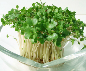 スプラウトブロッコリー解説