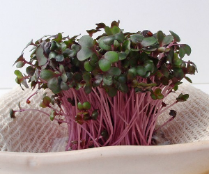 スプラウトレッドキャベツ解説