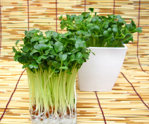 スプラウトかいわれ大根(海外産)解説