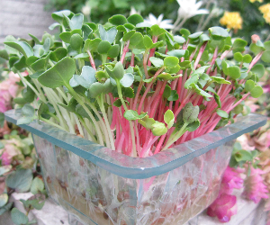 スプラウトかいわれ大根(ベストカップル)解説