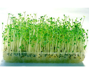 スプラウトかぶ解説