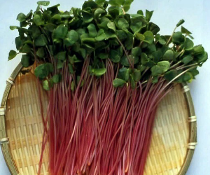 スプラウトそば解説