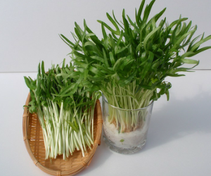 スプラウト空心菜解説