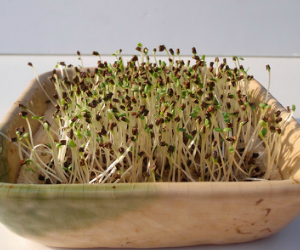 スプラウトしゅんぎく解説