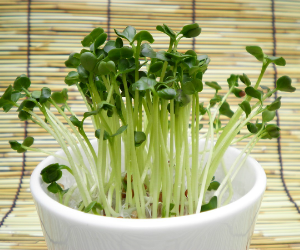 スプラウトグリーンラディッシュ解説