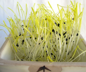 スプラウトオニオン解説