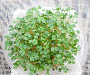 スプラウトロケット解説