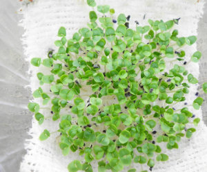 スプラウトバジル解説