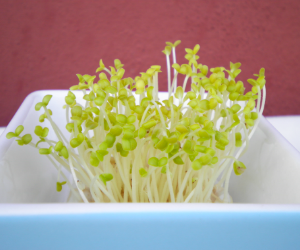 スプラウト白ごま解説