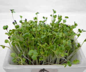 スプラウト野沢菜解説