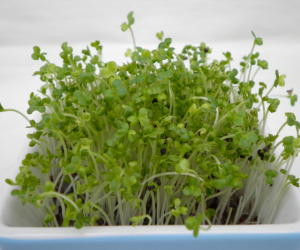 スプラウトビタミン菜解説