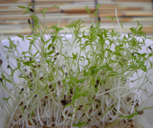 スプラウトスープセロリ解説