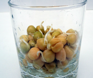 スプラウトえんどう(グリンピース)解説