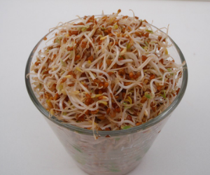 スプラウトアルファルファ解説