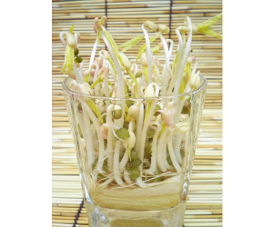 スプラウトグリーンマッペ解説