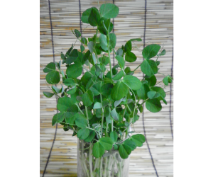 スプラウト豆苗解説