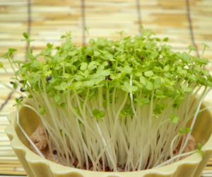 スプラウト三池高菜解説