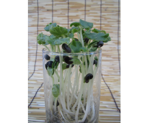 スプラウトオクラ解説