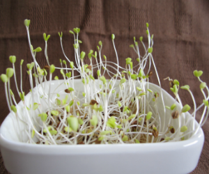 スプラウトサラダバーネット解説