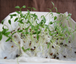 スプラウトイタリアンパセリ解説