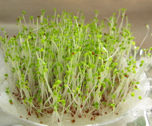 スプラウトクレソン解説
