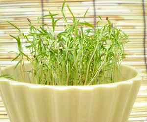 スプラウトキャロット解説