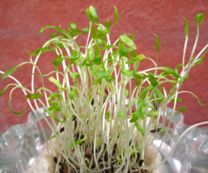 スプラウトグリーンレタス解説