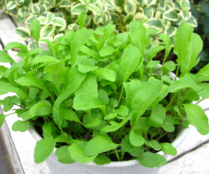 ベビーリーフルッコラ解説