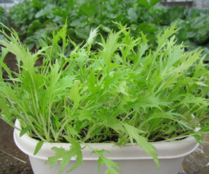 ベビーリーフミズナ解説