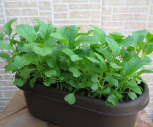 ベビーリーフピノグリーン解説