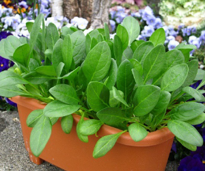 ベビーリーフグリーンスピナッチ解説