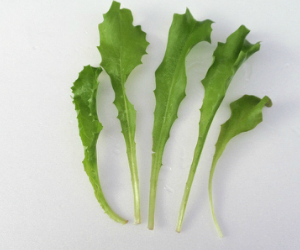 ベビーリーフエンダイブ解説