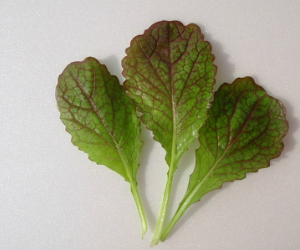 ベビーリーフレッドアジアンマスタード解説