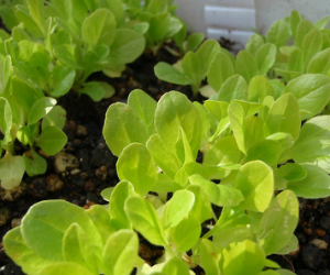 ベビーリーフグリーンロメイン解説