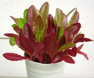 ベビーリーフレッドロメイン解説