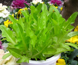 ベビーリーフグリーンオーク解説