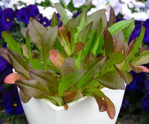 ベビーリーフレッドオーク解説