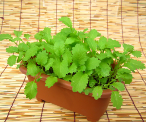 ベビーリーフちりめんマスタード解説