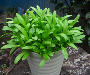 ベビーリーフサラダしゅんぎく解説