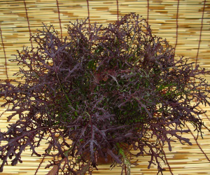 ベビーリーフ赤からし水菜解説