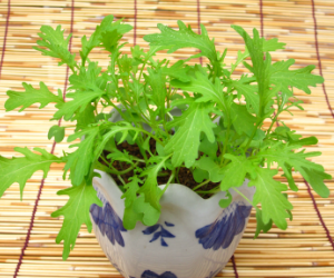 ベビーリーフからし水菜解説