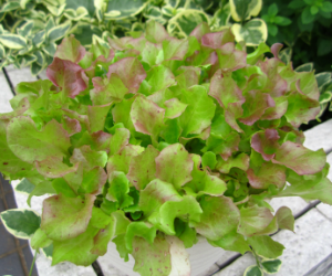 ベビーリーフレッドリーフレタス解説